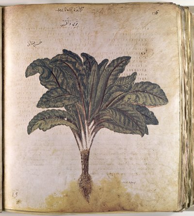 Gyógynövények Saláta alkotó: Ferdinand Georg Waldmuller