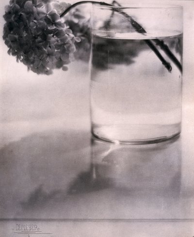 Hortenzia, c 1907 alkotó: John Pardon