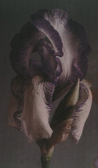 "Iris germanique" (Iris germanica) alkotó: Frederick (attr. to) Barnard