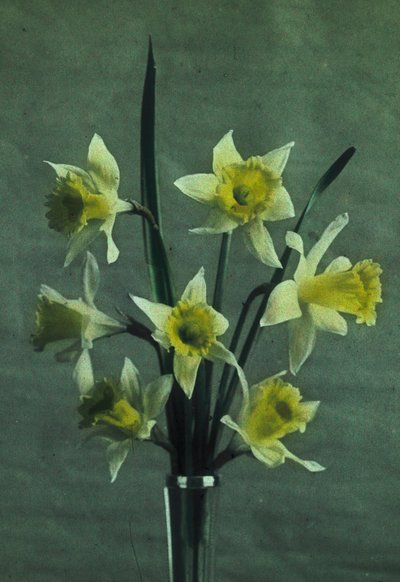 "Nárcisz" (Nárcisz - Golden Spur) alkotó: Frederick (attr. to) Barnard