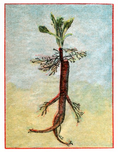 Mandragora alkotó: . .