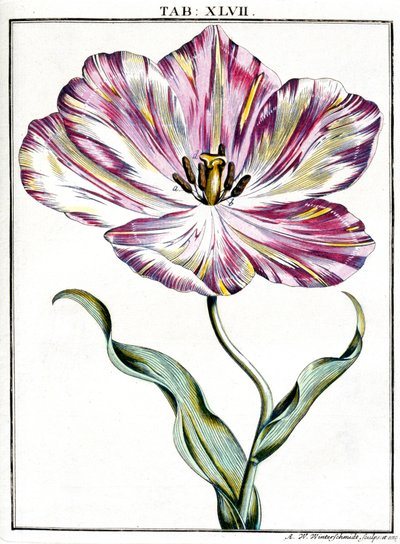 Mikroszkópia alkotó: Frederick (attr. to) Barnard