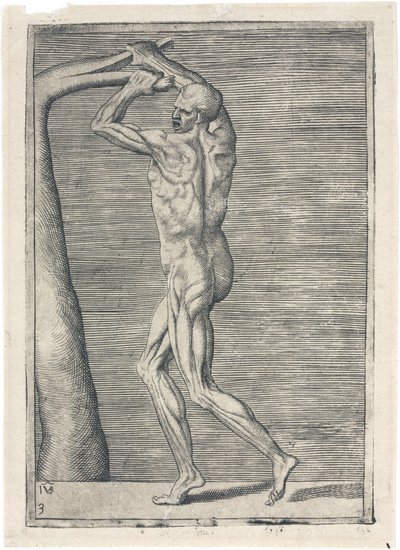 Izmok A férfi izomzat anatómiai vizsgálata; ágat törő ember, 1555 alkotó: Frederick (attr. to) Barnard