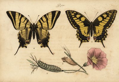 Óvilági fecskefarkú, Papillo machaon 1,2,3 és ritka fecskefarkú, Iphiclides podalirius 4 alkotó: John Pardon