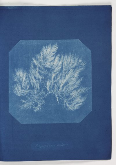 "Polysiphonia violacea" alkotó: Frederick (attr. to) Barnard