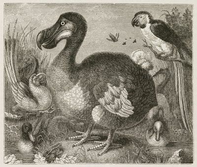 A Dodo alkotó: Ferdinand Georg Waldmuller