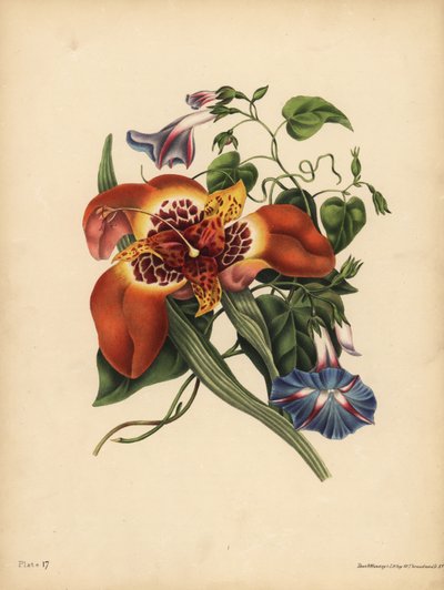 A mexikói tigrisvirág, Tigridia pavonia, Változás; A kék major Convolvulus, Éjszaka alkotó: John Pardon