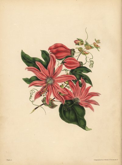 A racemose golgotavirág, Passiflora racemosa, Vallási babona alkotó: John Pardon