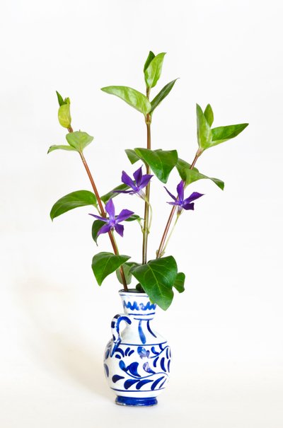 Három szál vázában virágzó nagy szüret (Vinca major) (fotó) alkotó: . .