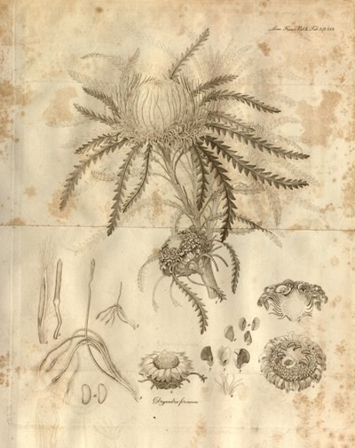 Ez a 3. tábla a londoni Linnean Society Tranzakciói 10. kötetéből, amelyet 1811-ben adtak ki. Az ábrázolt növény a Dryandra formosa (ma Banksia formosa) alkotó: Various