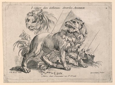 Oroszlántanulmányok, 4. tábla a Cahier des Desseins Diverse Animalaux-ból alkotó: after Jean Baptiste Huet
