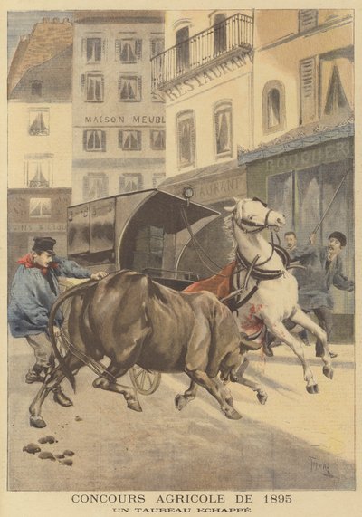1895-ös mezőgazdasági bemutató. Egy szökött bika alkotó: after Oswaldo Tofani