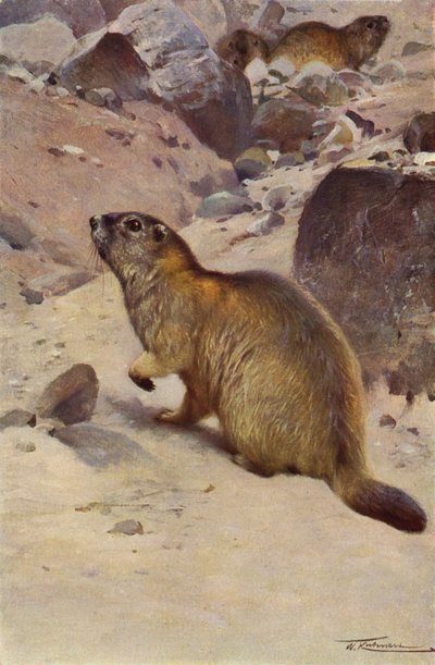 alpesi mormota alkotó: after Wilhelm Kuhnert
