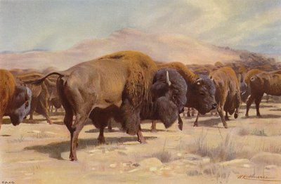 Amerikai bölény alkotó: after Wilhelm Kuhnert