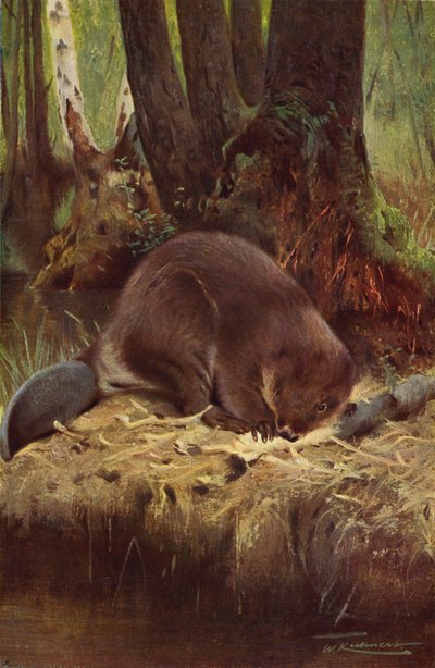 Hód alkotó: after Wilhelm Kuhnert