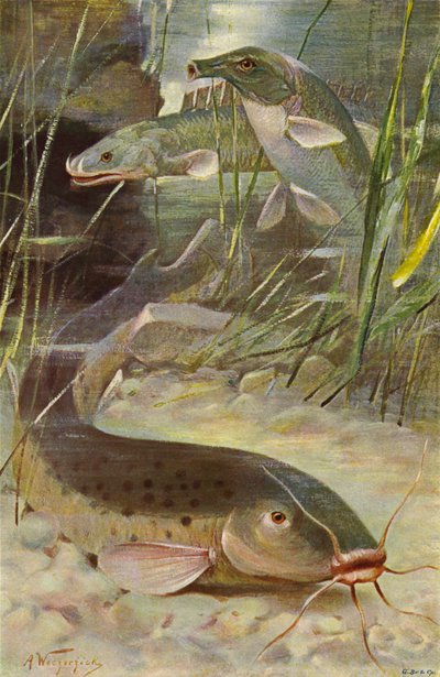 Elektromos harcsa, bichir, törzshal alkotó: after Wilhelm Kuhnert