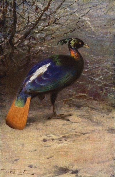 Monal alkotó: after Wilhelm Kuhnert