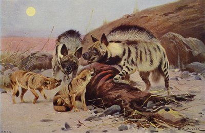 Csíkos hiéna és sakál alkotó: after Wilhelm Kuhnert