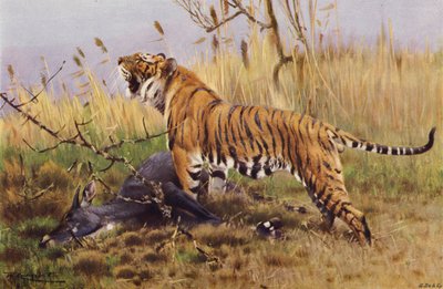 Tigris alkotó: after Wilhelm Kuhnert