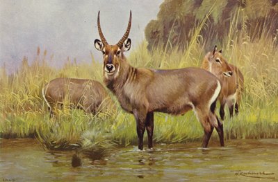 Waterbuck alkotó: after Wilhelm Kuhnert