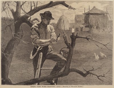 Tavaszi mezőgazdasági munka – oltás alkotó: Winslow Homer