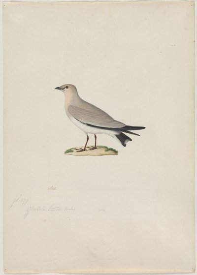 Kis Pratincole (Glareola lactea) alkotó: attributed to Paul Hüet