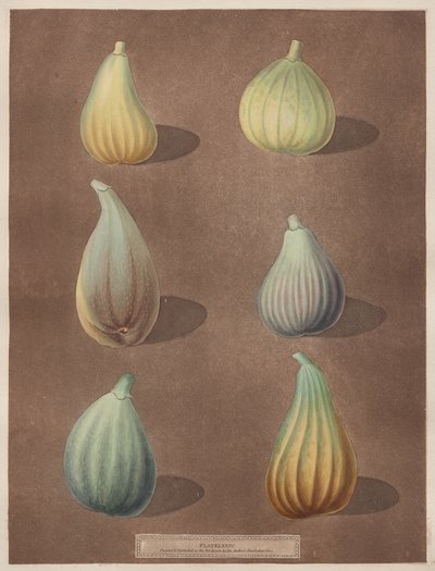 Pomona Britannica: No. 74 - Fig alkotó: attributed to Richard Brookshaw
