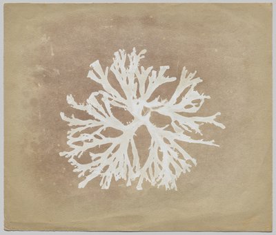 Algák alkotó: circle of William Henry Fox Talbot