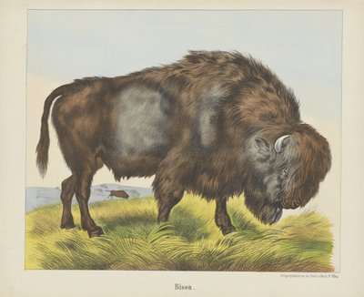 Bölény (cím a tárgyon) alkotó: firma Joseph Scholz