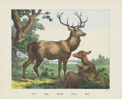 Cerf. / Szarvasbika. / Hirsch. / Cervo. / Hert (cím a tárgyon) alkotó: firma Joseph Scholz