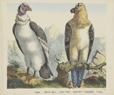 Kondorkeselyű. / Alpesi sas. / Bárány-keselyű. / báránykeselyű. / Lammergier / Avolrajo (cím a tárgyon) alkotó: firma Joseph Scholz