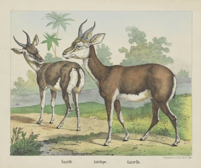 Gazella. / Antilop. / Gazella (cím a tárgyon) alkotó: firma Joseph Scholz