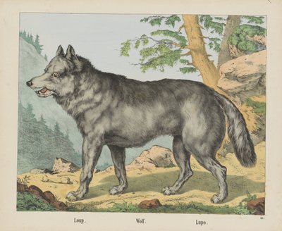 Loup. / Farkas. / Lupo (cím a tárgyon) alkotó: firma Joseph Scholz
