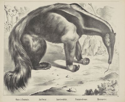 A miénk à antmis. / Hangya-medve. / Hangya medve. / Formicoleone. / Tengerevő (cím a tárgyon) alkotó: firma Joseph Scholz