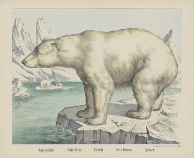 Miénk polaire / Jegesmedve / Eisbär / Orso bianco. / Ijsbeer (cím a tárgyon) alkotó: firma Joseph Scholz