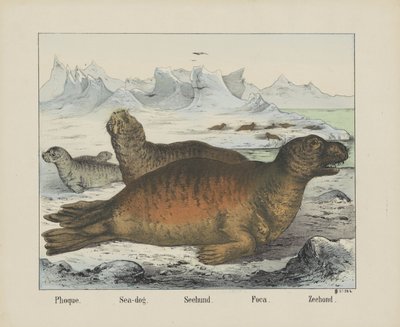 Phoque. / Tengeri kutya. / Seehund. / Foca. / Pecsét (cím a tárgyon) alkotó: firma Joseph Scholz