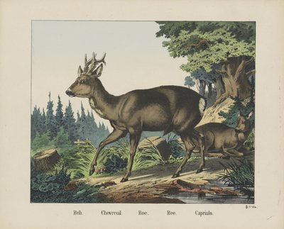 Reh. / Chevreuil. / Roe. / Ree. / Capriulo (cím a tárgyon) alkotó: firma Joseph Scholz