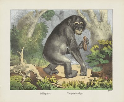 Schimpanse. / Troglodytes niger (cím az objektumon) alkotó: firma Joseph Scholz