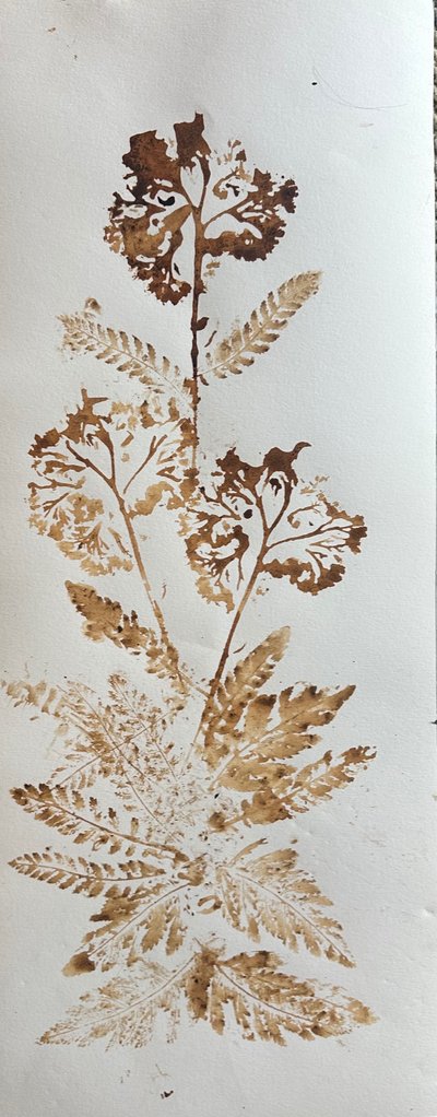 Cickafark, 2025 (diótinta, papír) alkotó: jocasta shakespeare