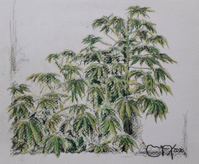 YUCA PLANT alkotó: miguelmendez_art.ve