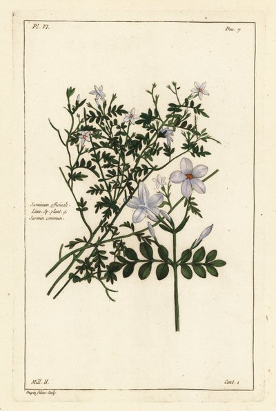 Közönséges jázmin, Jasminum officinale, Linn alkotó: the Younger Dupin
