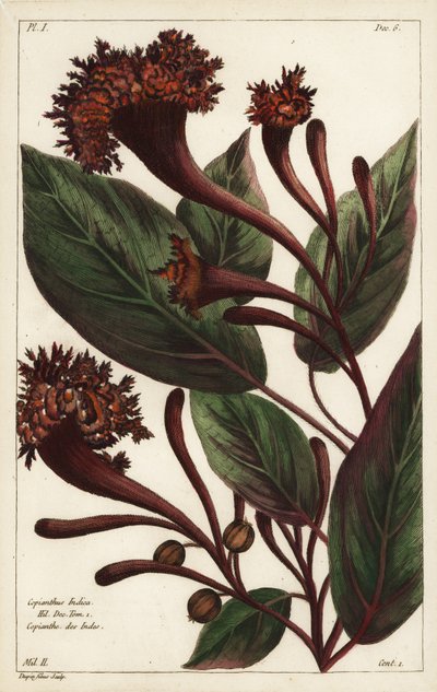 Bőségszaru cserje, Copianthus indica, Hil alkotó: the Younger Dupin