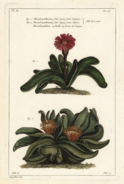 Elkhorn növény, Rhombophyllum dolabriforme (királylevelű fügevirág, Mesembryanthemum dolabriforme) alkotó: the Younger Dupin