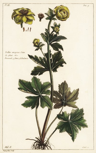 Globeflower, Trollius europaeus, Linn alkotó: the Younger Dupin