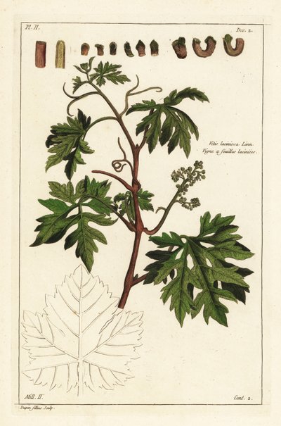 Levelei és bimbózó szőlő egy szőlőtőke, Vitis vinifera alkotó: the Younger Dupin