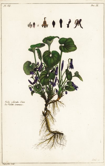 Édes ibolya, Viola odorata alkotó: the Younger Dupin