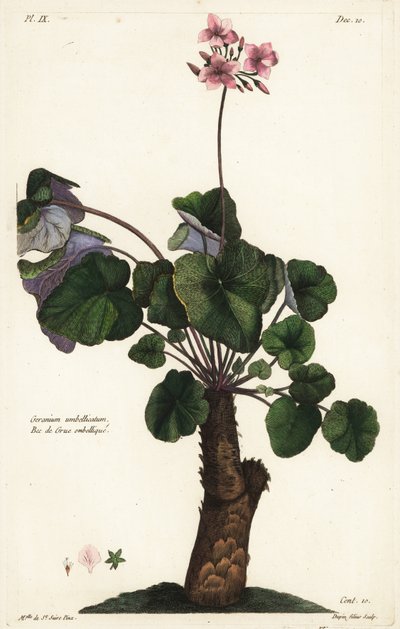 Feloldatlan faj muskátli, muskátli alkotó: the Younger Dupin