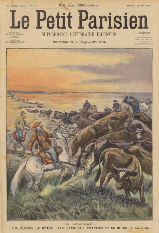 Az állatállomány vándorlása Camargue-ban: bikacsorda úszik át a Rhone folyón (színes litho) alkotó: (after) Carrey