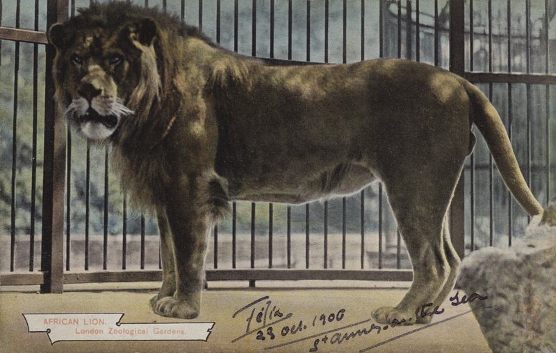 African Lion, London Zoological Gardens (színes fotó) alkotó: (after) English photographer