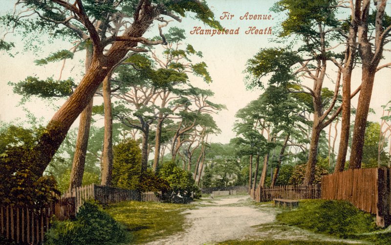 Fir Avenue, Hampstead Heath (színes fotó) alkotó: (after) English photographer